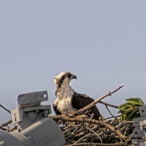 Osprey