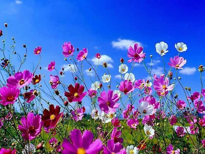 website-flower-pic3.jpg