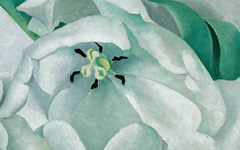 Georgia O'Keefe White Flower