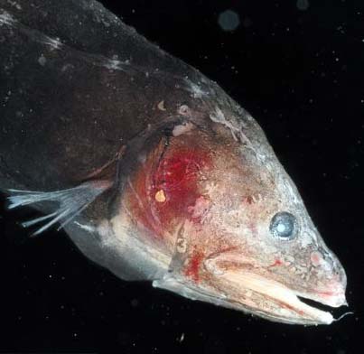 Whalefish